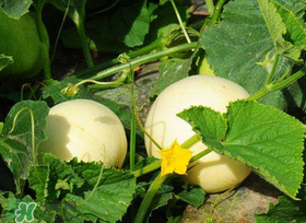 梨瓜上火嗎？梨瓜吃了上火嗎？