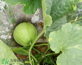 梨瓜上火嗎？梨瓜吃了上火嗎？