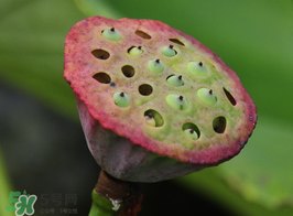 蓮蓬多少錢一斤？蓮蓬多少錢一個？