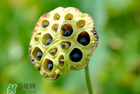 蓮蓬什么時候成熟？蓮蓬什么時候上市？