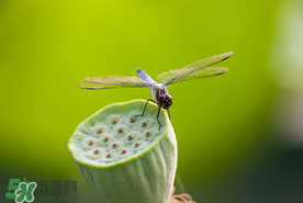 蓮蓬什么時候成熟？蓮蓬什么時候上市？