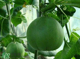 梨瓜可以吃皮嗎？梨瓜皮能吃嗎？