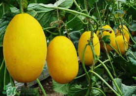 黃金瓜多少錢一斤？黃金瓜怎么挑選？