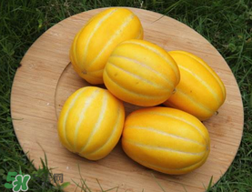 黃金瓜多少錢一斤？黃金瓜怎么挑選？