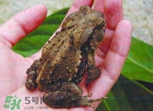 癩蛤蟆有毒嗎？捉了癩蛤蟆手會有毒嗎？