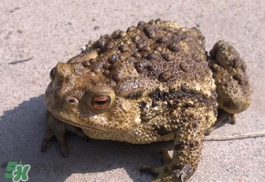 癩蛤蟆有毒嗎？捉了癩蛤蟆手會有毒嗎？