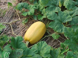 黃金瓜熱量高嗎？黃金瓜會(huì)胖嗎？