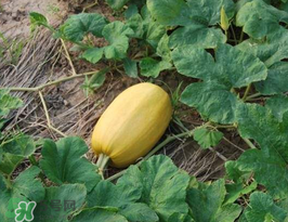 黃金瓜上火嗎？吃黃金瓜上火嗎？