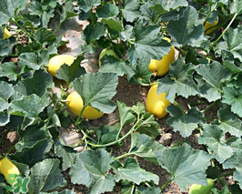 黃金瓜上火嗎？吃黃金瓜上火嗎？