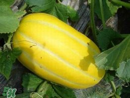 黃金瓜是熱性還是涼性？黃金瓜是涼性的嗎？