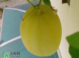 黃金瓜什么時候成熟？黃金瓜什么時候吃？