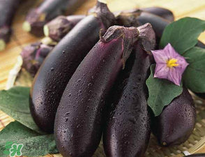 茄子怎么挑選？如何挑選茄子？