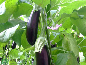 茄子怎么挑選？如何挑選茄子？