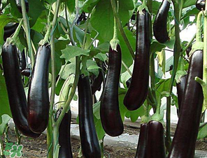 茄子怎么挑選？如何挑選茄子？