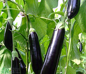 茄子怎么挑選？如何挑選茄子？