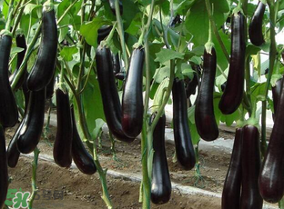 茄子皮敷臉可以祛斑嗎？茄子皮祛斑正確方法