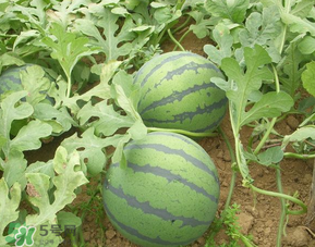 催熟的西瓜能吃嗎？催熟的西瓜吃了會怎樣？