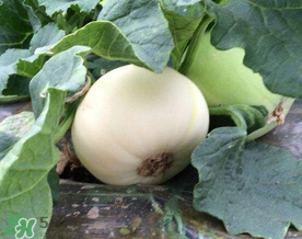 梨瓜怎么吃？梨瓜怎么吃好吃？