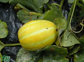 梨瓜怎么吃？梨瓜怎么吃好吃？