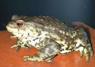 蟾蜍是害蟲(chóng)還是益蟲(chóng)？蟾蜍是幾級(jí)保護(hù)動(dòng)物