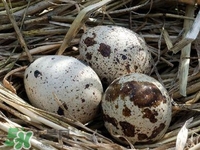 鵪鶉蛋能帶皮吃嗎？鵪鶉蛋能多吃嗎？