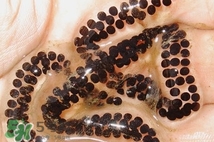 蟾蜍是不是癩蛤??？蟾蜍和青蛙的區(qū)別