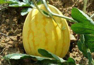 黃金瓜多少錢一斤？黃金瓜怎么挑選？