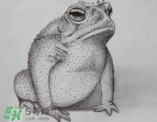 癩蛤蟆趴在腳面上是什么意思？癩蛤蟆趴到腳面上歇后語