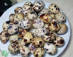 鵪鶉蛋和雞蛋哪個營養(yǎng)價值高？鵪鶉蛋怎么選購？