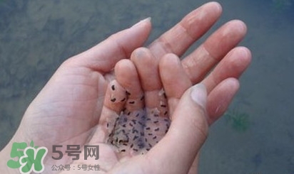 蟾蜍是不是癩蛤?。矿蛤芎颓嗤艿膮^(qū)別