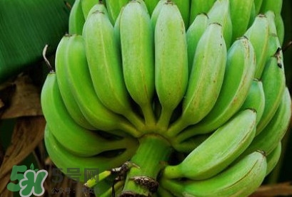 芭蕉可以放冰箱嗎？芭蕉能放冰箱保存嗎