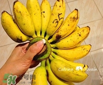 芭蕉熱量高嗎？芭蕉可以減肥嗎