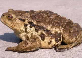 癩蛤蟆有毒嗎？捉了癩蛤蟆手會有毒嗎？