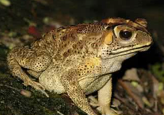 蟾蜍能治療癌癥嗎？蟾蜍能治什么病