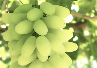 馬奶葡萄什么時候上市？馬奶葡萄2017上市時間