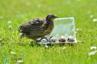 孕婦吃鵪鶉蛋會(huì)長(zhǎng)斑嗎？孕婦吃鵪鶉蛋好還是雞蛋好？