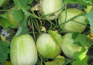 梨瓜可以吃皮嗎？梨瓜皮能吃嗎？