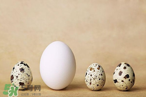 鵪鶉蛋能帶皮吃嗎？鵪鶉蛋能多吃嗎？