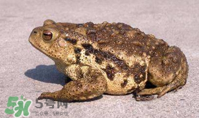 癩蛤蟆有毒嗎？捉了癩蛤蟆手會有毒嗎？