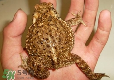 蟾蜍怎么讀？蟾蜍是保護(hù)動(dòng)物嗎？