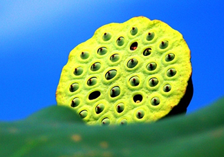 蓮蓬什么時候成熟？蓮蓬什么時候上市？