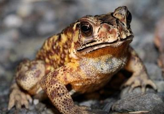 買賣活蟾蜍違法嗎？為什么抓蟾蜍犯法