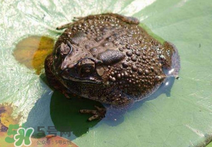 蟾蜍有毒嗎？蟾蜍皮有毒嗎