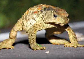 蟾蜍怎么分辨公母？蟾蜍如何養(yǎng)殖