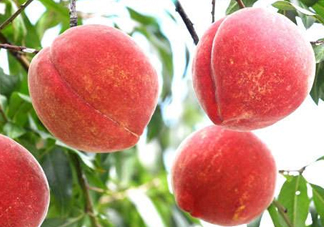 雪桃多少錢一斤？雪桃多少錢一斤2017？