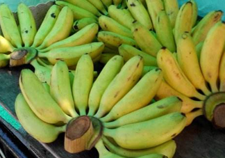 芭蕉不熟可以吃嗎？芭蕉怎么催熟