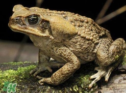 蟾蜍能治療癌癥嗎？蟾蜍能治什么病