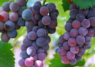 無籽葡萄孕婦能不能吃？無籽葡萄和葡萄的區(qū)別