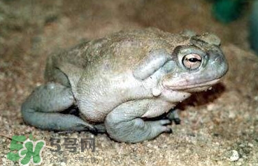 癩蛤蟆有毒嗎？捉了癩蛤蟆手會有毒嗎？