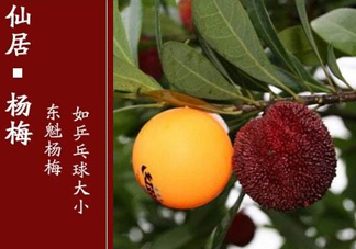 仙居楊梅多少錢一斤？仙居楊梅多少錢一斤2017？